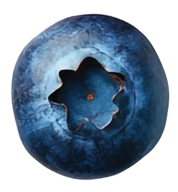 Blueberry