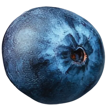 Blueberry3