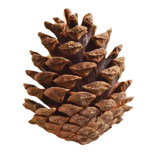 ien Cone