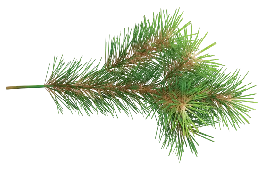 pineleaves (1)